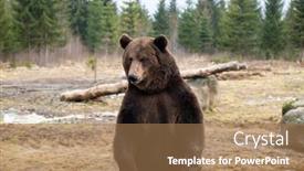  Presentation with brown bear - Amazing presentation theme having brown-bear-ursus-arctos backdrop and a coral colored foreground