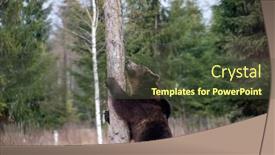  Presentation with brown bear - Colorful presentation theme enhanced with brown-bear-ursus-arctos backdrop and a tawny brown colored foreground