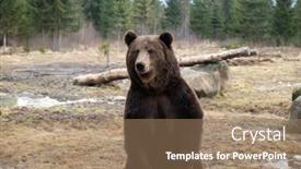  Presentation with brown bear - Presentation theme enhanced with brown-bear-ursus-arctos background and a coral colored foreground