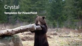  Presentation with brown bear - Slide set enhanced with brown-bear-ursus-arctos background and a dark gray colored foreground