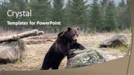  Presentation with brown bear - Amazing presentation design having brown-bear-ursus-arctos backdrop and a dark gray colored foreground