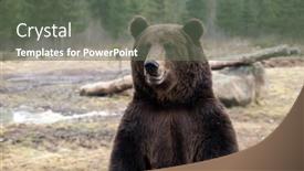  Presentation with brown bear - Audience pleasing presentation design consisting of brown-bear-ursus-arctos backdrop and a gray colored foreground