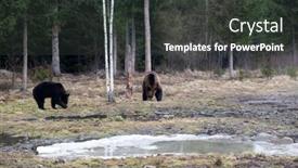  Presentation with brown bear - Beautiful PPT layouts featuring brown-bear-ursus-arctos backdrop and a dark gray colored foreground