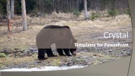  Presentation with brown bear - Slide deck with brown-bear-ursus-arctos background and a gray colored foreground