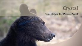  Presentation with brown bear - Colorful PPT theme enhanced with brown-bear-ursus-arctos backdrop and a mint green colored foreground