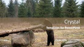  Presentation with brown bear - PPT layouts having brown-bear-ursus-arctos background and a coral colored foreground