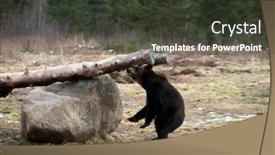  Presentation with brown bear - Audience pleasing slide deck consisting of brown-bear-ursus-arctos backdrop and a tawny brown colored foreground