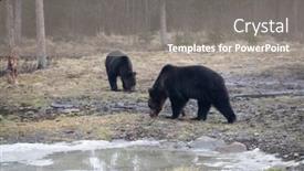  Presentation with brown bear - Slide deck enhanced with brown-bear-ursus-arctos background and a gray colored foreground