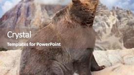  Presentation with brown bear - Presentation theme enhanced with brown bear ursus arctos background and a violet colored foreground