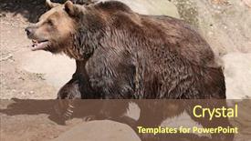  Presentation with brown bear - Slide set featuring brown bear ursus arctos background and a tawny brown colored foreground