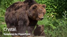  Presentation with brown bear - Theme featuring brown bear with its mother background and a tawny brown colored foreground