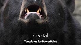  Presentation with brown bear - Cool new presentation with brown bear backdrop and a black colored foreground