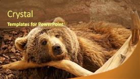  Presentation with brown bear - Slides with brown-bear background and a tawny brown colored foreground