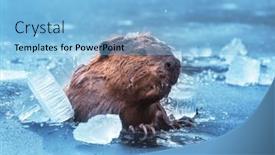  Presentation with breaking through - Theme having brown-beaver-breaking-through-thick background and a  colored foreground