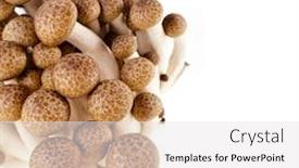  Presentation with mushroom - Amazing slide set having brown-beech-mushroom-close-up backdrop and a white colored foreground