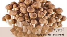  Presentation with mushroom - PPT layouts having brown-beech-mushroom-close-up background and a coral colored foreground