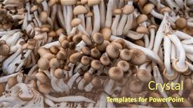  Presentation with mushrooms - Slide set with brown-beech-mushrooms-background-close background and a tawny brown colored foreground