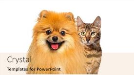 Presentation with red banner - Presentation theme having brown-bengal-cat-and-red background and a yellow colored foreground