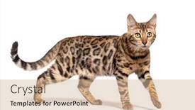  Presentation with walking cat - Presentation theme consisting of brown-bengal-cat-walking-isolated background and a coral colored foreground