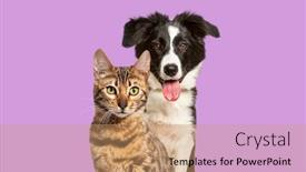  Presentation with cat dog - Slides with brown-bengal-cat background and a coral colored foreground