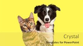  Presentation with dog cat - Theme with brown-bengal-cat background and a yellow colored foreground