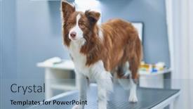  Presentation with border - PPT theme featuring brown-border-collie-dog-during background and a light blue colored foreground