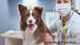  Presentation with border - PPT theme featuring brown-border-collie-dog-during background and a coral colored foreground