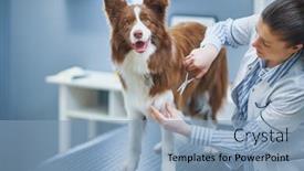  Presentation with border - Presentation theme having brown-border-collie-dog-during background and a light blue colored foreground