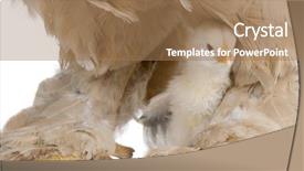  Presentation with hen - Cool new PPT theme with brown brahma hen and her backdrop and a coral colored foreground