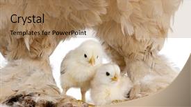  Presentation with hen - Amazing theme having brown brahma hen and her backdrop and a coral colored foreground