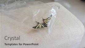  Presentation with plastic bag - Cool new presentation with brown-butterfly-trapped-in-plastic backdrop and a light gray colored foreground