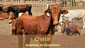  Presentation with padlock - PPT layouts consisting of brown-calf-standing background and a tawny brown colored foreground