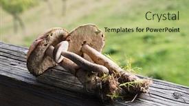  Presentation with brown harvest - PPT layouts enhanced with brown-cap-boletus-are-summer background and a mint green colored foreground