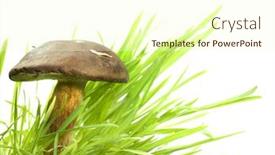  Presentation with mushroom - Slides consisting of brown-cap-mushroom-in-grass background and a cream colored foreground