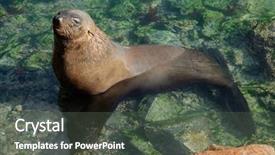  Presentation with south africa - Audience pleasing presentation theme consisting of brown cape fur seal arctocephalus backdrop and a  colored foreground