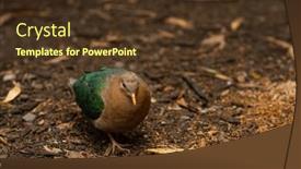  Presentation with dove - Slide set consisting of brown-capped-emerald-dove-looking background and a tawny brown colored foreground