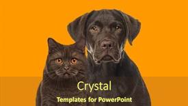  Presentation with dog cat - Slide set having brown-cat-and-dog-looking background and a tawny brown colored foreground