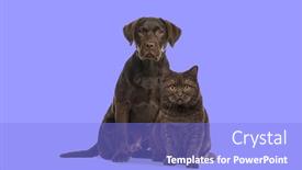  Presentation with cat dog - Slide set with brown-cat-and-dog-sitting background and a light blue colored foreground