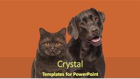  Presentation with cat dog - Slide set featuring brown-cat-and-dog-together background and a tawny brown colored foreground