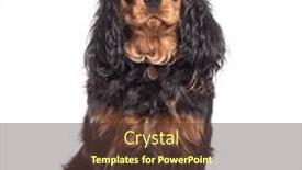 Presentation with king - Slide deck with brown-cavalier-king-charles-spaniel background and a tawny brown colored foreground