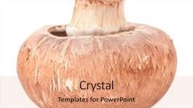  Presentation with champignon mushroom - Theme enhanced with brown champignon mushroom isolated on white background cutout background and a coral colored foreground