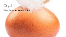  Presentation with chicken - Slide deck consisting of brown-chicken-egg-and-chicken background and a white colored foreground
