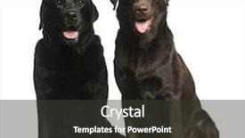  Presentation with white - PPT theme having brown chocolate - two labradors sitting in front background and a dark gray colored foreground