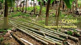  Presentation with deforestation - PPT layouts having brown circle - bamboo wood deforestation background and a tawny brown colored foreground