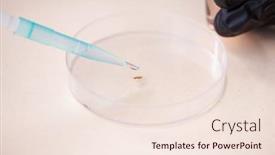  Presentation with petri dish - Slide deck consisting of brown-cockroach-in-petri-dish background and a lemonade colored foreground