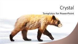  Presentation with black bear - Presentation theme having brown colored black bear background and a white colored foreground