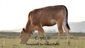  Presentation with cow - PPT layouts having brown-cow-in-the-field background and a coral colored foreground