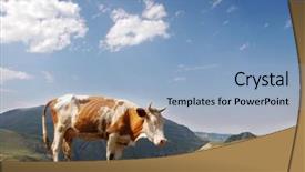  Presentation with cow - Slide set having brown cow in the mountains during summer background and a light blue colored foreground