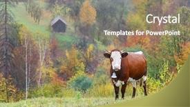  Presentation with pasture - Audience pleasing PPT theme consisting of brown cow with a bell pasture in the mountain village autumn time backdrop and a coral colored foreground