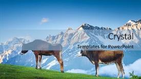  Presentation with green pastures - Cool new PPT layouts with brown cows grazing on fresh backdrop and a light blue colored foreground